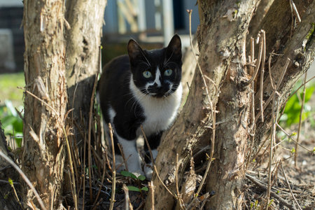 cat sitting on tree. Pet on street. Black and white color in animal. cute animals.の写真素材