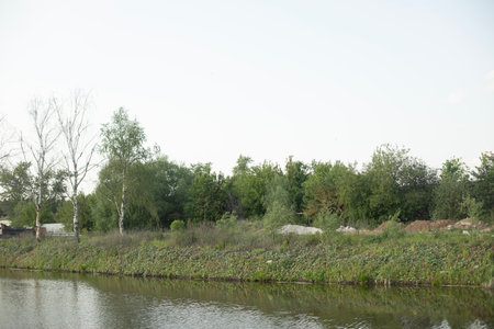 Pond shore in summer. Details of the lake. Pond in the countryside. Artificial pond.の写真素材