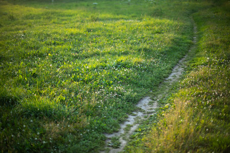 Path in park. Path across field. Green lawn. Trampled grass.の写真素材