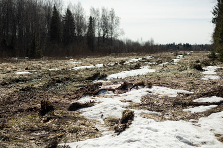 Forest in spring. Edge of field. Snow melts in nature. Landscape on spring day.の写真素材
