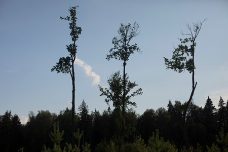 Large trees. Tall trees in field. Landscape in evening. Tall oak.の写真素材