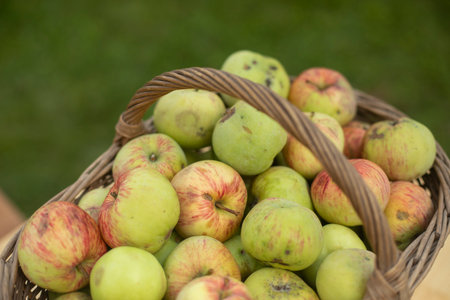 Ripe apples in basket. Autumn harvest. Green apples in village. Healthy food.の写真素材