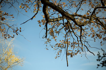 Green Tree Branch. Plant details. A natural object. Tree in summer.の写真素材