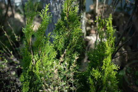 Coniferous plant for planting in ground. Coniferous tree. Green natural colors of plant. Small seedling.の写真素材