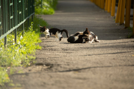 Kittens on street. Pets play in the yard. Cute animals running along path. Details of life of homeless kittens.の写真素材