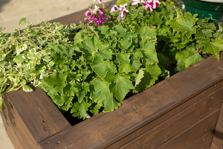 Flowers in park. Flower bed with plants. Decorating city with plants. Construction with flower pots.の写真素材