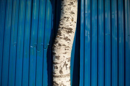 Birch grows over the fence. Plant Breaks Steel. Birch on a blue background.の写真素材