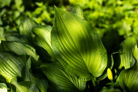 Greenery in summer. Plants in park. Details of nature. Summer foliage.