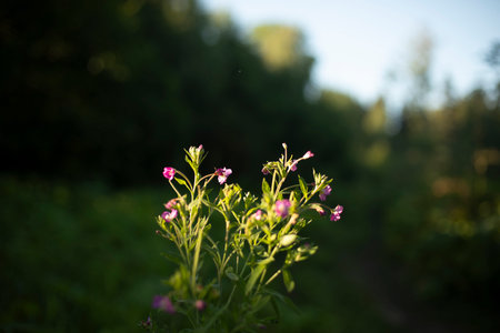 Plant in the sun's rays. Flower in the wild. Details of nature in summer. Green plant.の写真素材