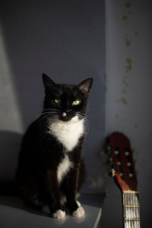 Cat with white hair and black hair. Pet sits on table. Animal is at home. Beautiful color of beast.の写真素材