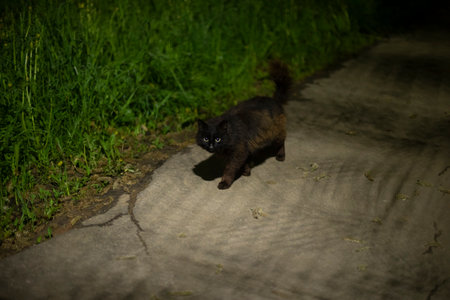 Black cat walks at night. Cat on road in park. Bad omen black cat. Pet on street.の写真素材