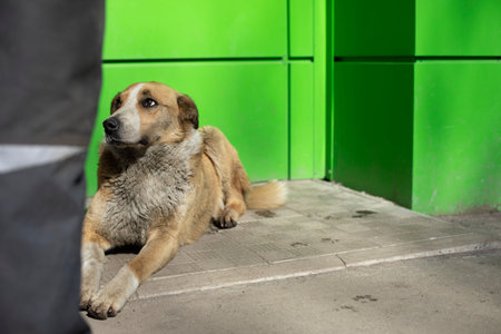 Stray dog lies near entrance to store. animal without home. Pet was lost.の写真素材