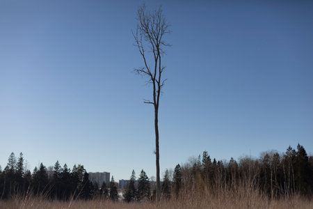 The trees in the field. Trees in winter against the sky. Frosty day in the wilderness. Details of nature.の写真素材