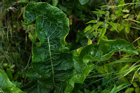 Greenery in summer. Plants in park. Details of nature. Summer foliage.の写真素材