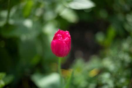 Tulip in garden. Flower in park. Tulip bud. Details of nature.の写真素材