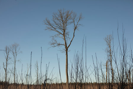 The trees in the field. Trees in winter against the sky. Frosty day in the wilderness. Details of nature.の写真素材