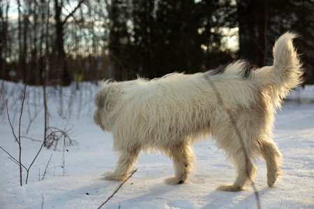 White dog. Pet in winter. Walking dog in park. Animal in nature.の写真素材