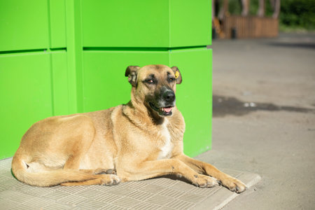 Stray dog on the street. Animal is lying at store. Pet with red hair. Animal is looking for owner.の写真素材