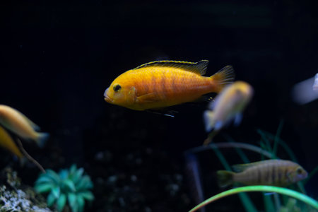 fish in water. life in aquarium. Oceanarium details. marine fauna and flora.の写真素材