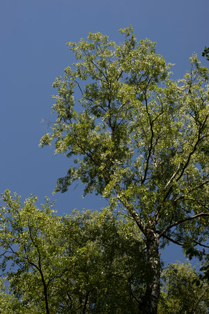 Trees in summer in park. Large trees against sky. Details of nature.の写真素材