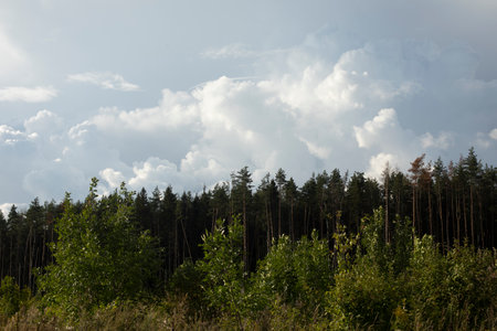 Summer landscape with clouds and forest. Forest is on horizon. Rain clouds. Cumulus clouds.の写真素材