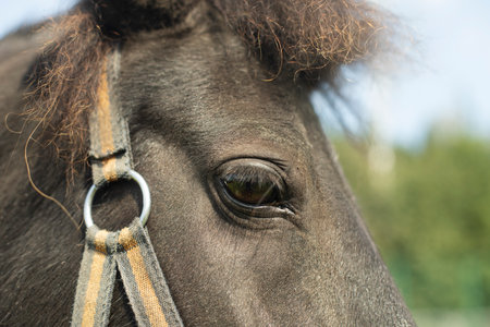 Horse close-up. Black horse. Horse in park. Big eyes.の写真素材