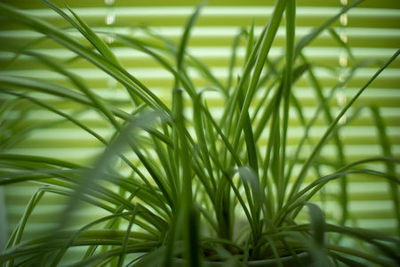 Plant by window. Houseplant on background of blinds. Green grass in pot.の写真素材