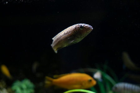 Fish in water. At the bottom of the sea. Flora and fauna in aquarium. Pets swim.の写真素材