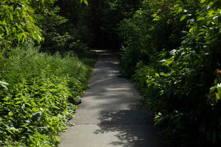 Road in park in summer. Asphalt road in green forest. Summer weather. Tickets of bushes.の写真素材