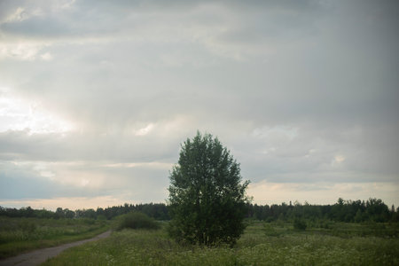 Tree in field. Plant in summer. Field and sky. Summer weather.の写真素材