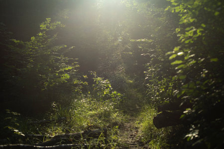 Light on path in forest. Light in forest. Trail in the wilderness. Nature in summer.の写真素材
