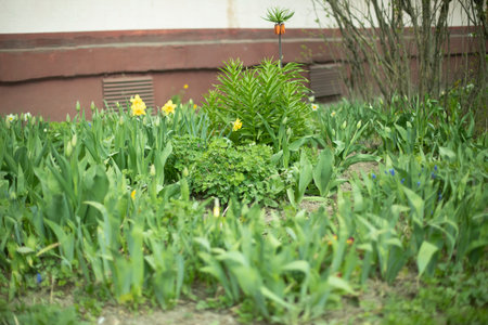Green area in yard. Plants in garden. Planted plants in ground. Greening of the city.の写真素材