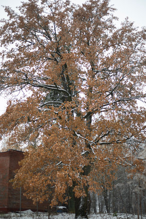 Forest in autumn. The first frost in the forest. Trees on a cold day. Details of nature.の写真素材