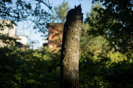 Broken Birch. Old tree. A Birch Tree Trunk. Broken Branch.の写真素材