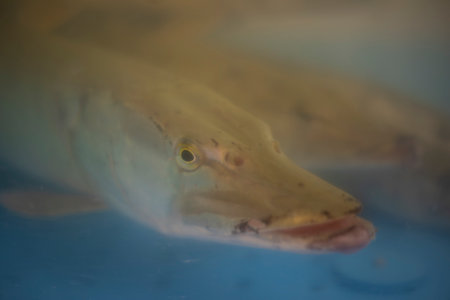 Fish in water. River fish at the market. Animal in an aquarium. Aquarium with water.の写真素材