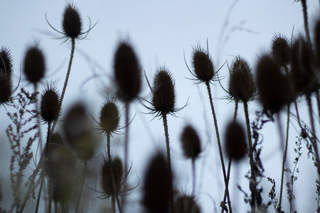 Plant on background of gray sky. Silhouette of dry plants. Prickly plants. Silhouettes of stems.の写真素材
