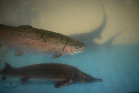 Fish in water. River fish at the market. Animal in an aquarium. Aquarium with water.の写真素材