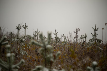 Small spruce in the forest. Planted forest in late autumn. Autumn nature. Cloudy winter day.の写真素材