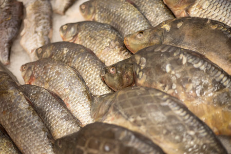 Frozen fish in a store. RUB department in a supermarket. Seafood on ice. Selling products.の写真素材