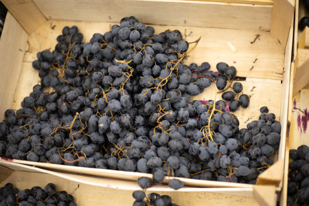 Black grapes Fruit in a box. Grapes in a wooden box. Healthy food.の写真素材