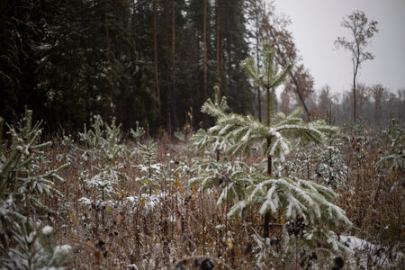 Small spruce in the forest. Planted forest in late autumn. Autumn nature. Cloudy winter day.の写真素材