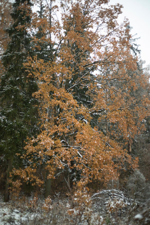 Forest in autumn. The first frost in the forest. Trees on a cold day. Details of nature.の写真素材