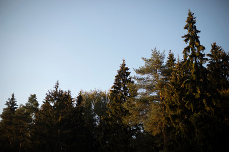 Forest in sunlight. Spruce forest against the sky. Coniferous trees. Forest Park.の写真素材