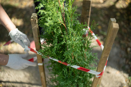 A plant in the park. Planting of seedlings of trees. Ribbon around the shrub. Care for nature.の写真素材