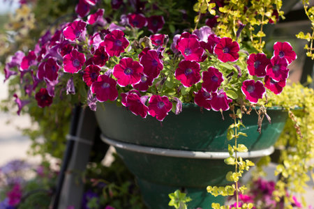 Flowers in pots. Flowerbed in park. Flowers in summer. Beautiful garden in detail.の写真素材