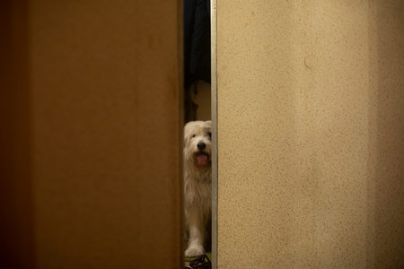 Dog in the apartment. Dog looking through a gap in the wall. The animal is waiting for the owner....