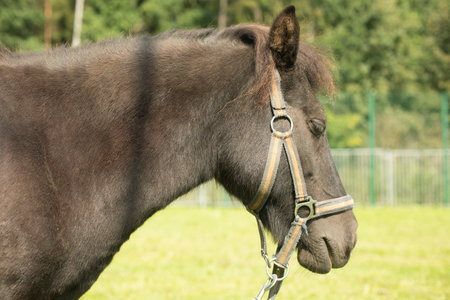 Black Pony. Horse on farm. Animal in park. Horse with dark hair.の写真素材