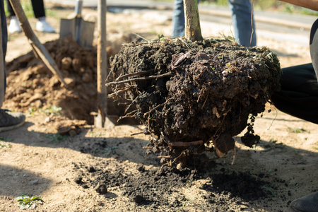 Planting a seedling in the ground. The roots of the tree. Planting plants in the park. Sapling in the garden.の写真素材