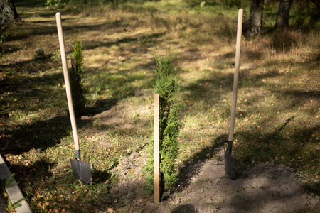Young tree in the park. Planting. Seedling in the ground. Plant support.の写真素材