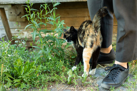 Cat caressing girls legs. Stray cat and man. Animal nap street. Three colors in pet's coat.の写真素材